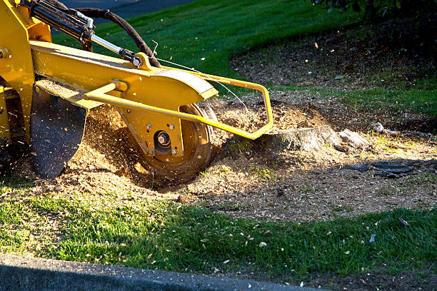 Tree Root Removal in Watertown, WI